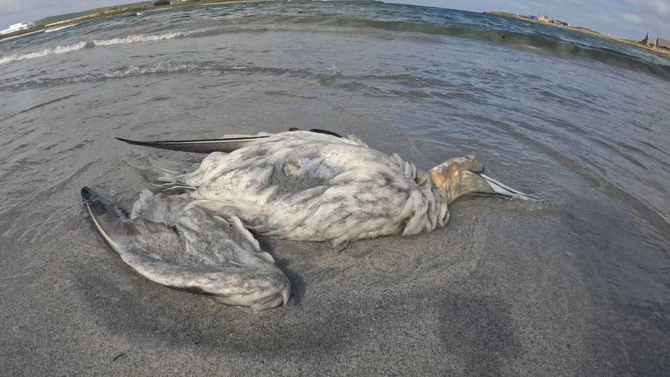 Dead gannet in Shetland