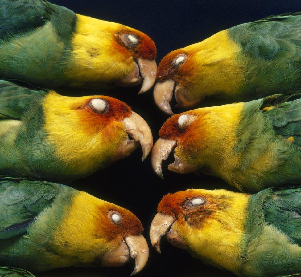 Carolina parakeets