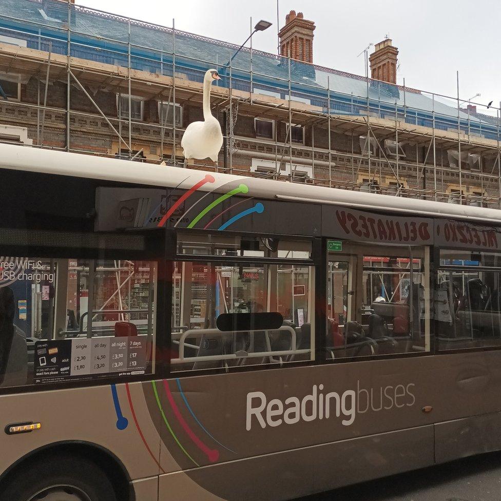 Swan on bus