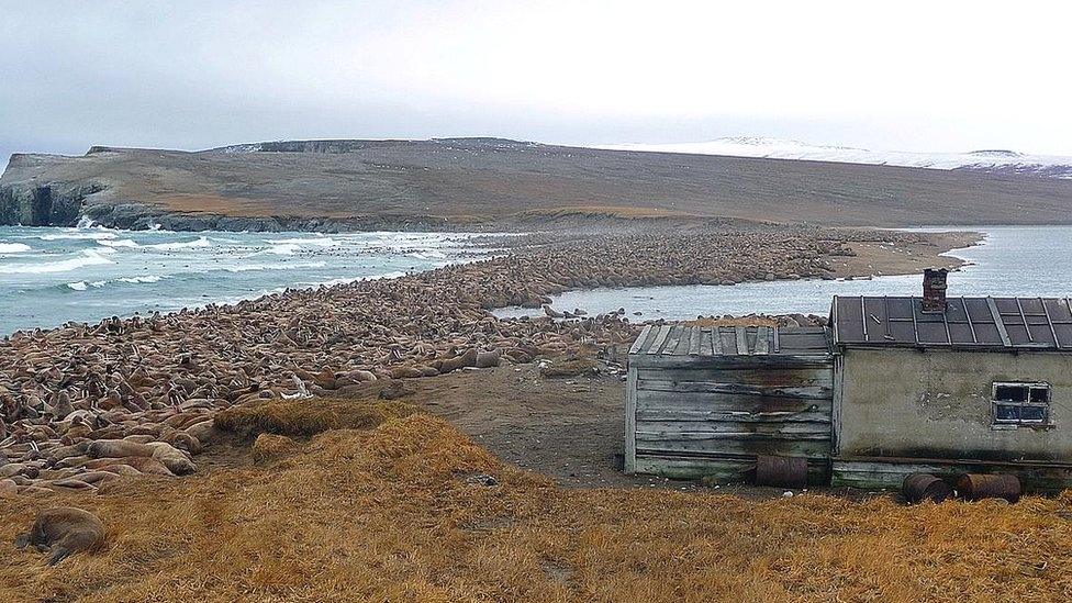 Walrus gathering near the sea.