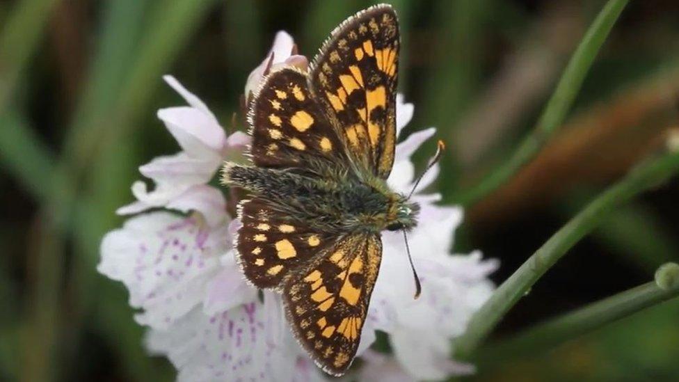 chequered skipper