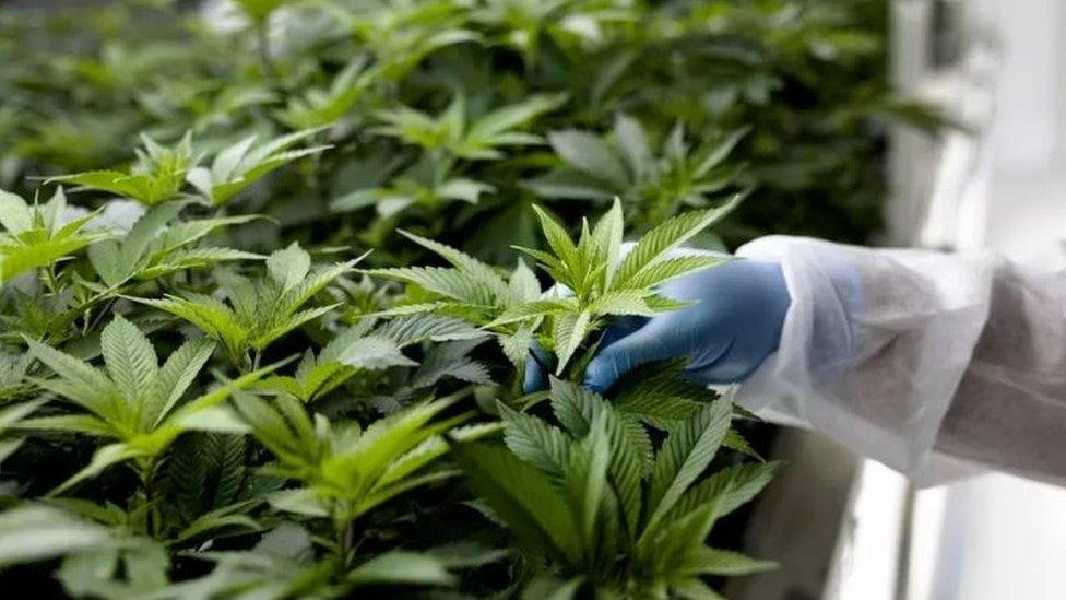 A hand in a blue latex glove touching cannabis plants that are growing in a tray