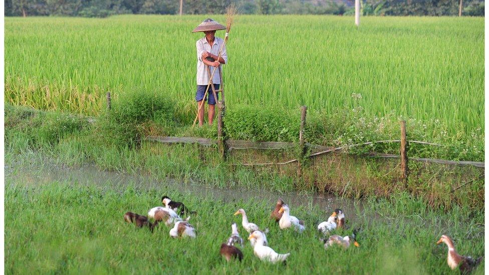 A farmer in central China tends to his ducks feeding beside the water