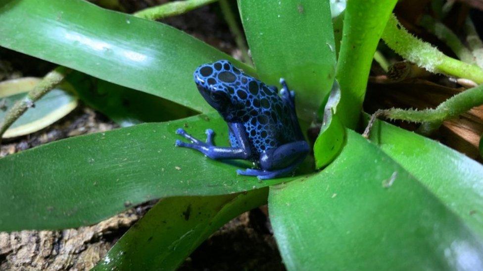 Blue poison dart frog