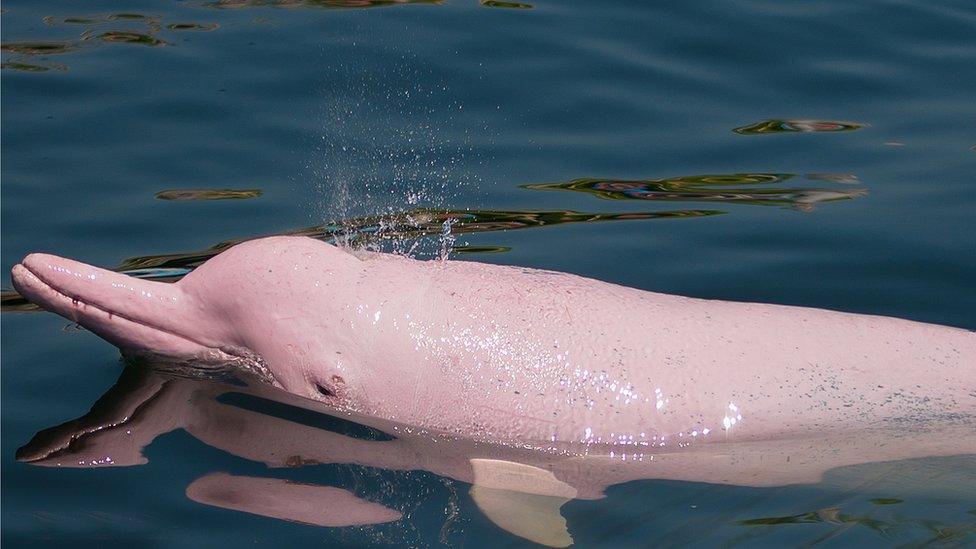 pink-dolphin