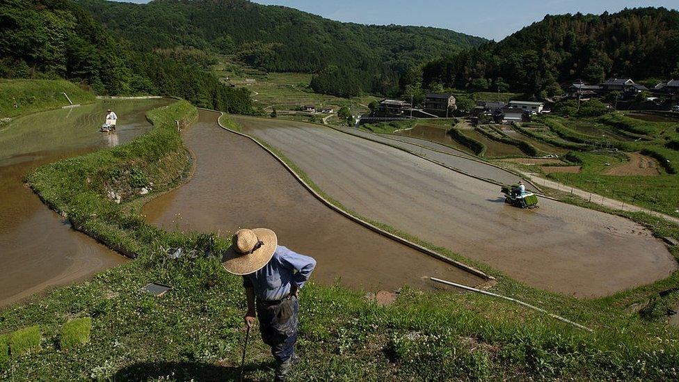 Japanese farmers plant rice seed using a rice transplanters