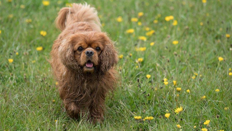 Hugo playing outside