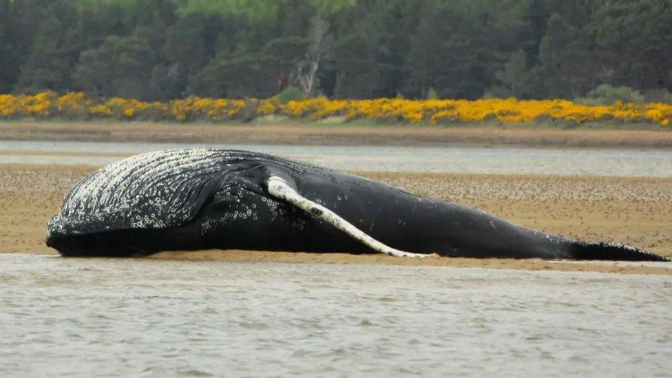 Dead whale