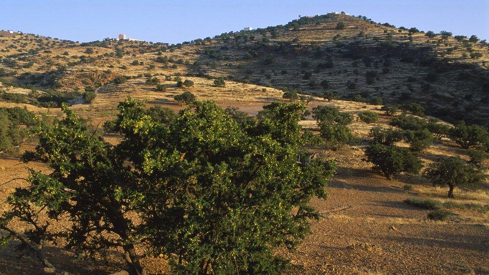 Argan trees in Morocco