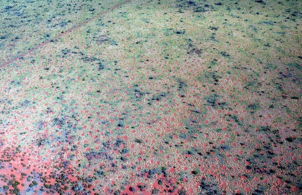 Fairy Circles form in Triodia spinifex grasses in remote Western Australia