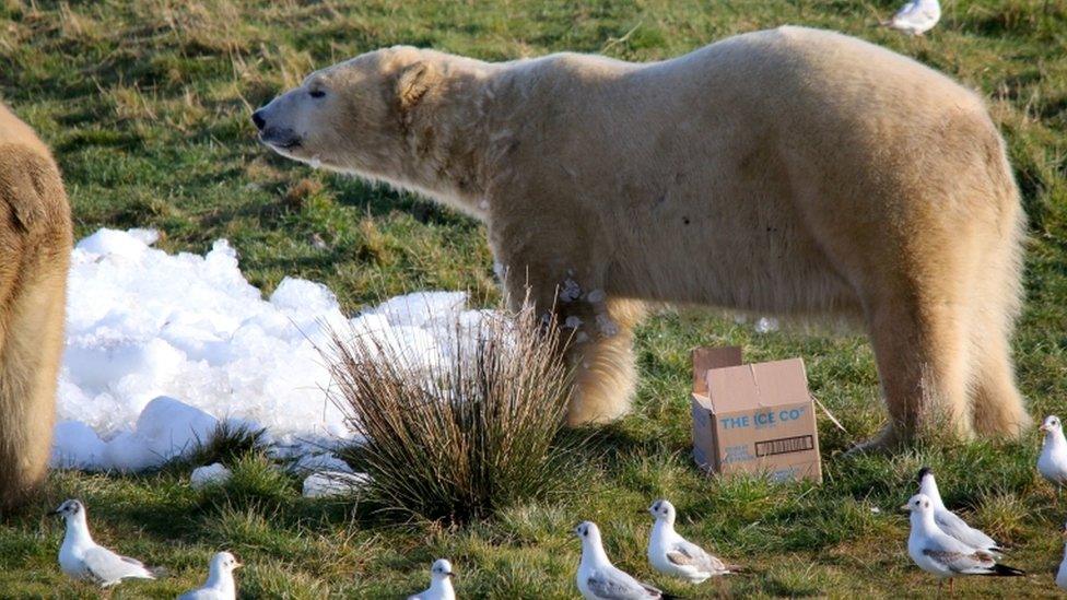 Polar bear at Yorkshire Wildlife Park