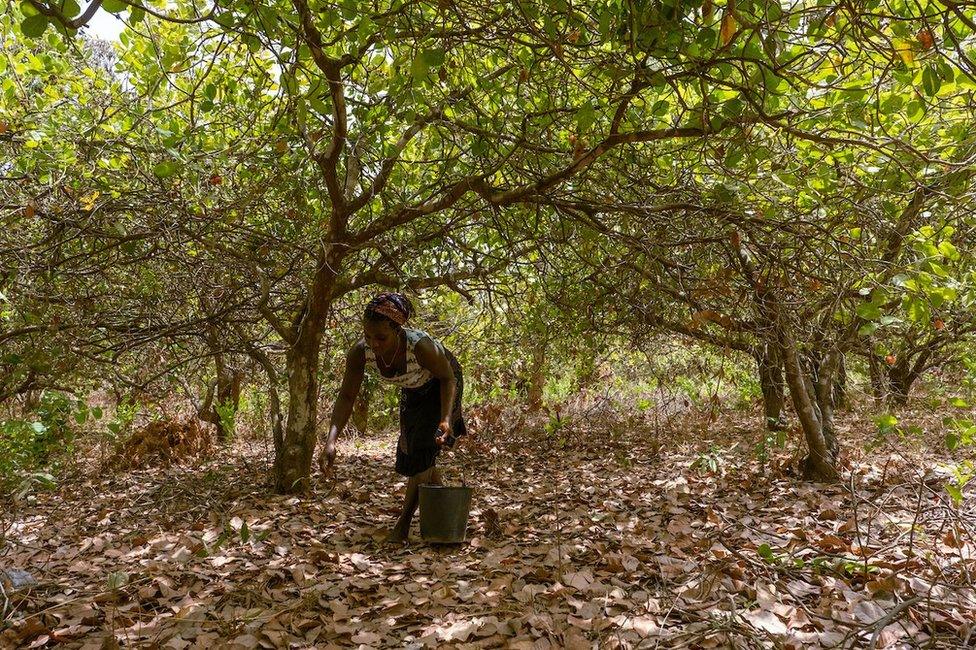 Meia Nianta collects cashew nuts and apples from her 1.5 hectare farm just outside of the capital city, Bissau. She said the harvest starts in March and wraps up around June in the West African country. She usually works from mid-afternoon until late in the evening.