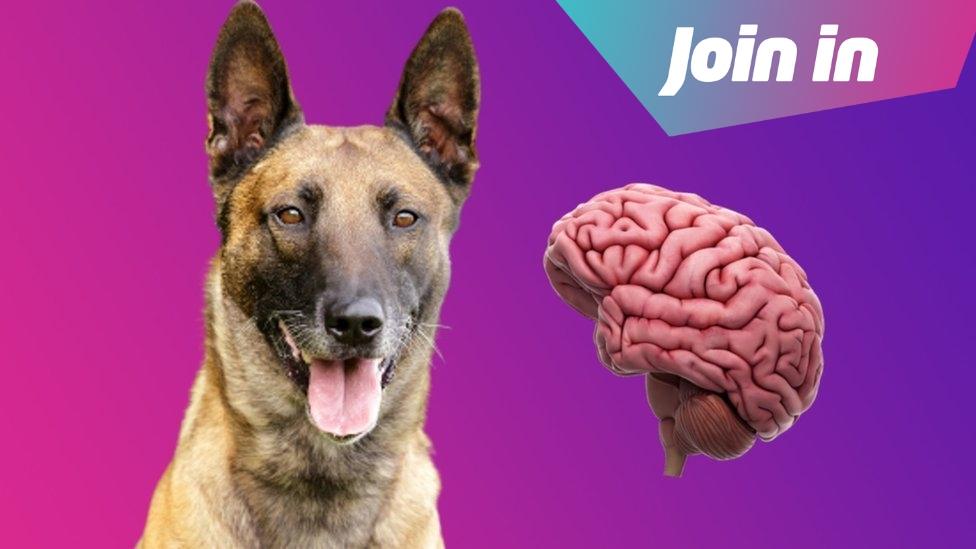 Belgian Malinois dog and picture of a cartoon brain