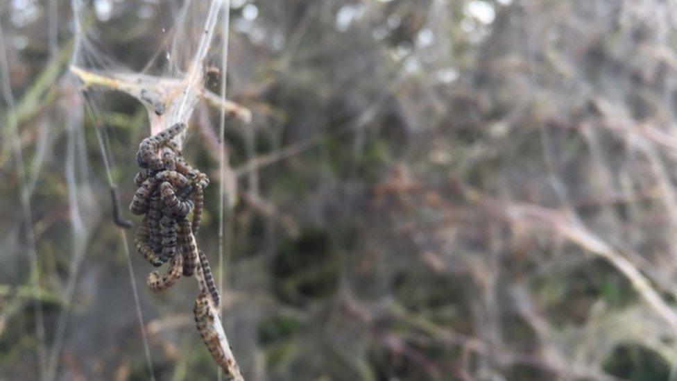 Millions of Orchard Ermine moth larvae have stripped long sections of the plant along a country road near Kilkeel