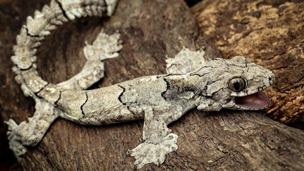 FLying gecko