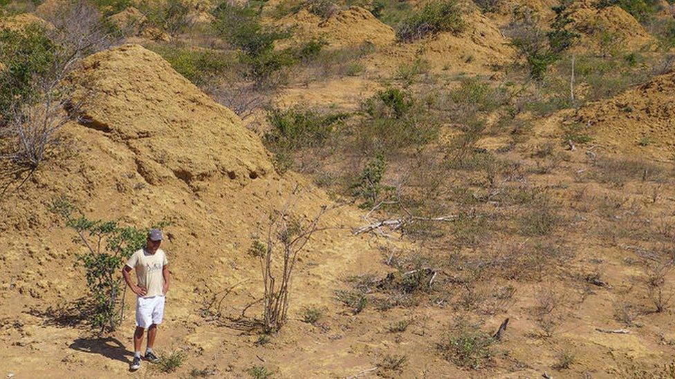 Termite mounds