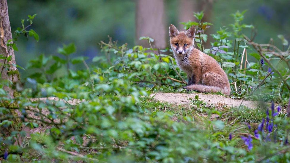A fox cub in north-west Oxfordshire woods