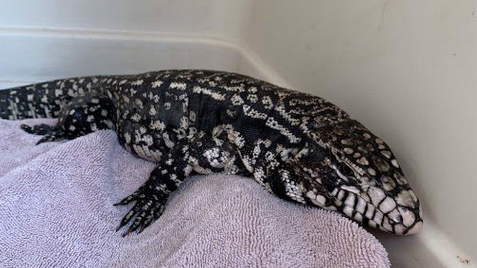 Tegu lizard