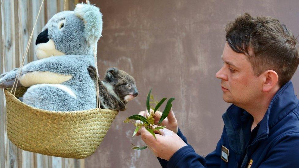 Keeper Jon Ovens with the koala