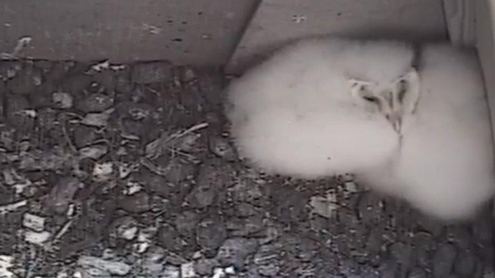 Owls in the nest box