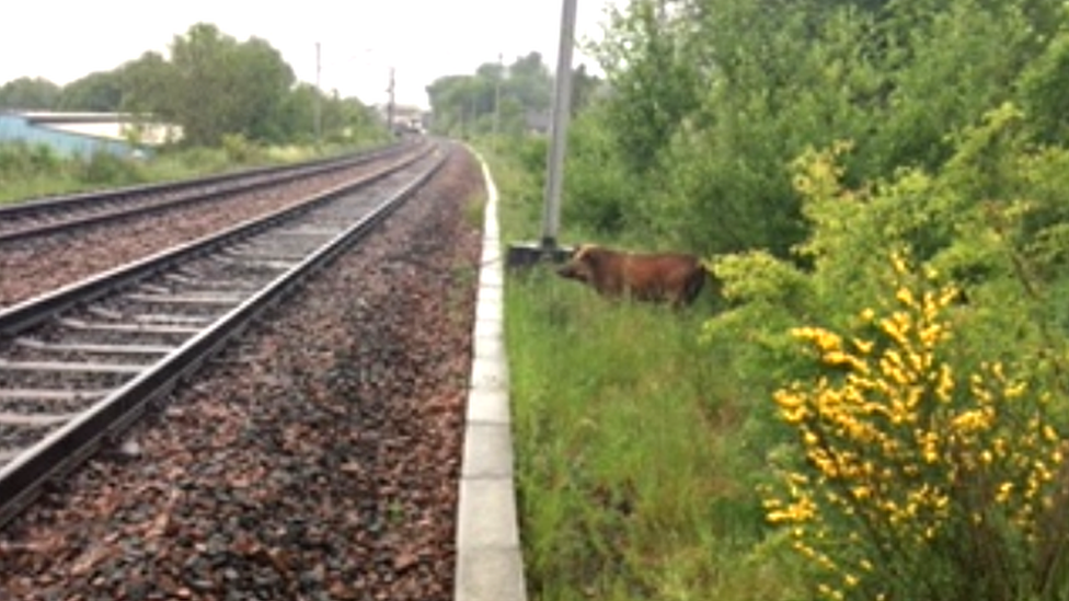 wild boar on railway