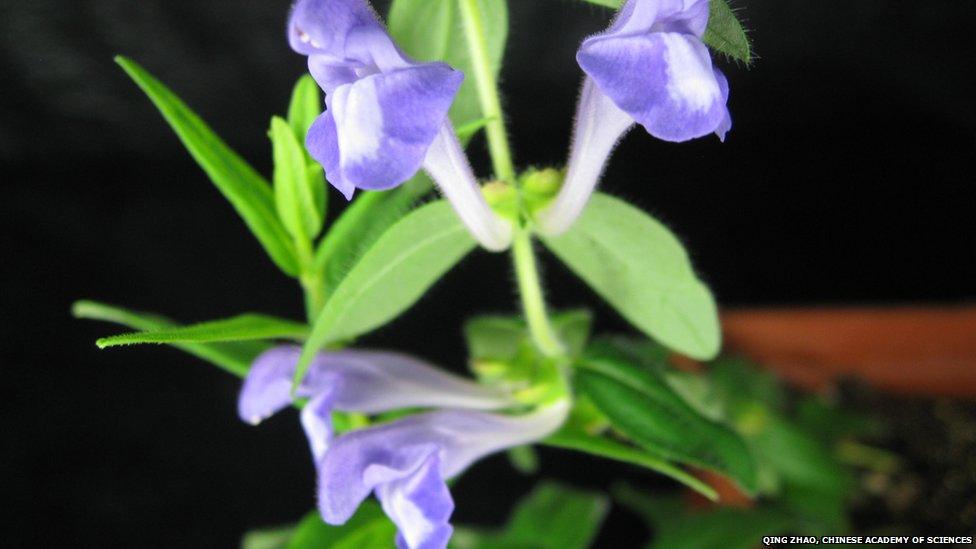 The Chinese skullcap, Scutellaria baicalensi