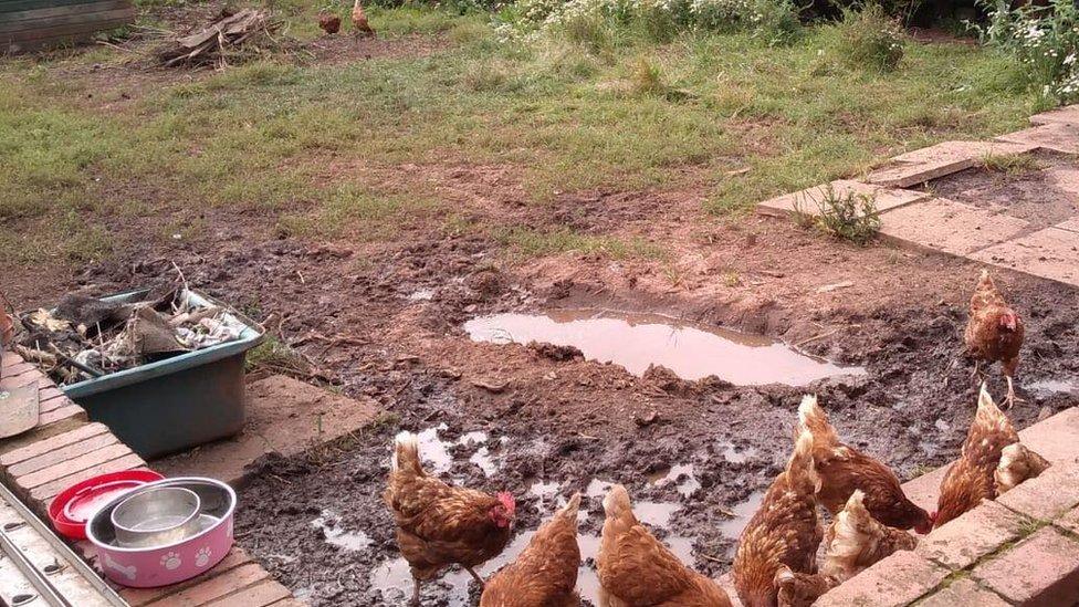 Chickens in the garden at Kirsty Shelton's parent's house