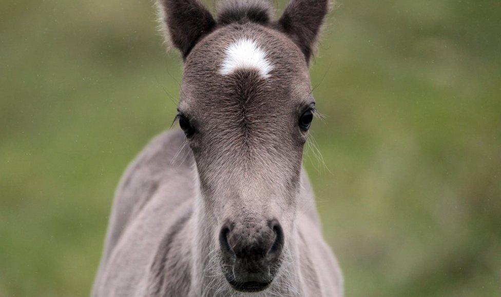 Grey pony looks straight down the camera lense