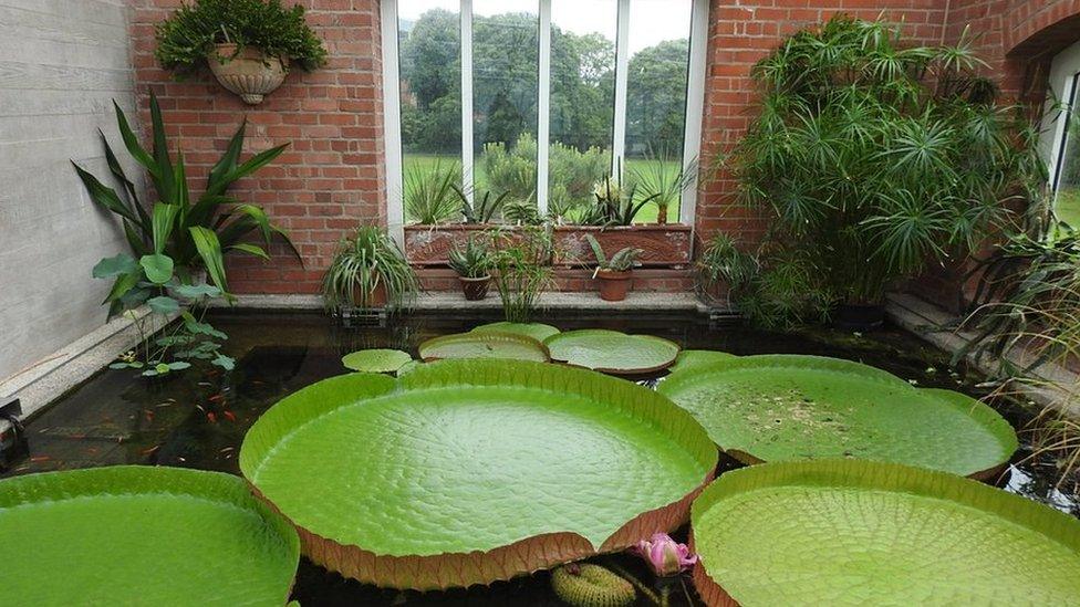 Giant water lily in Belfast's Botanic Gardens