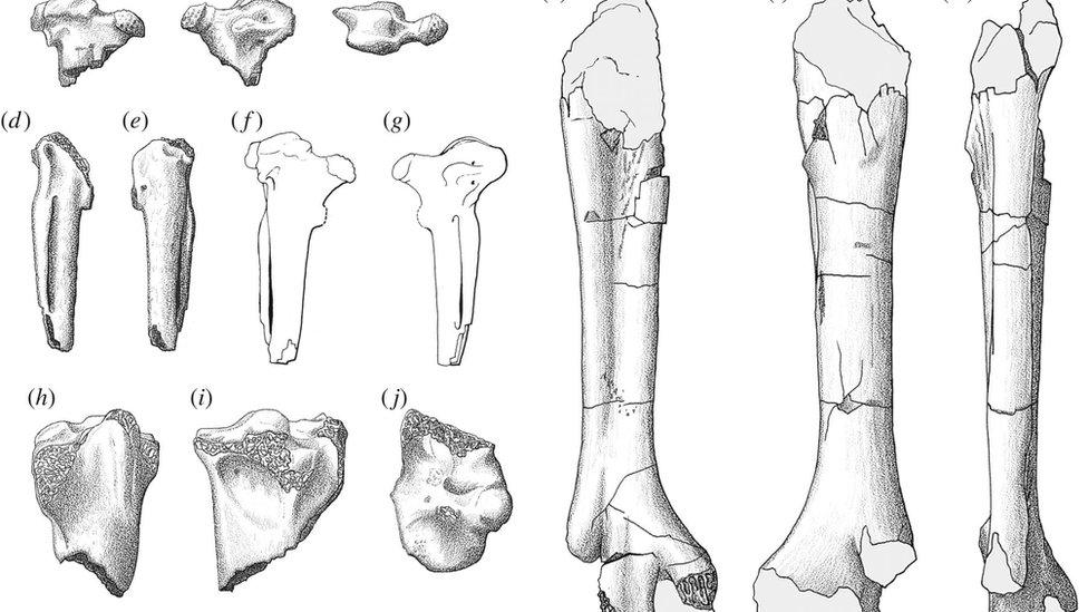 Drawings of the bones of the giant goose