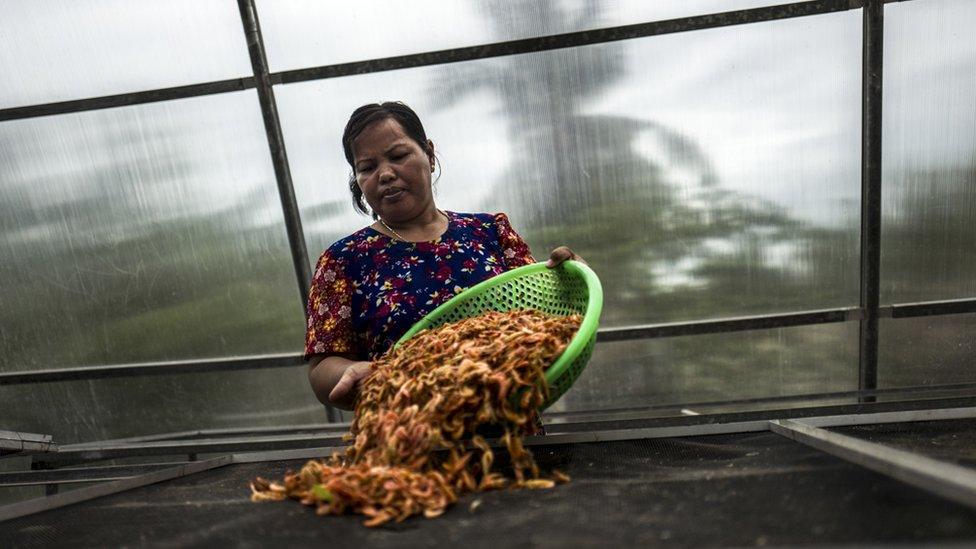 Inside a solar drier a member of Trapang Sangke community sorts shrimp