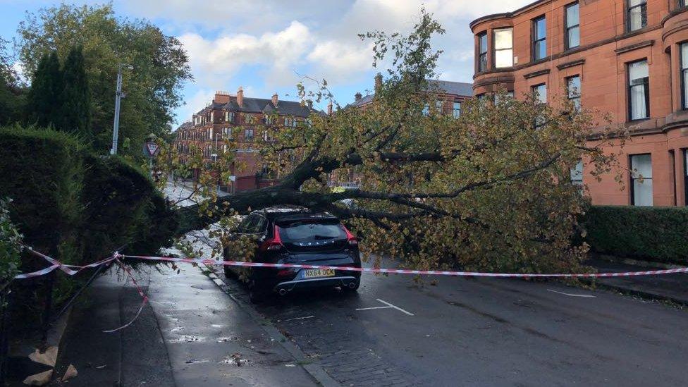 Toppled tree in Glasgow's west end