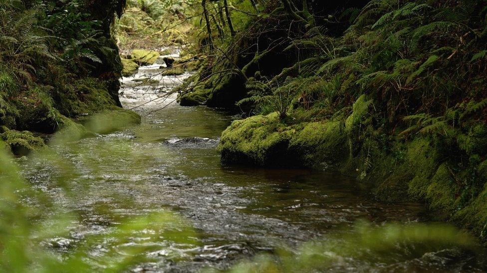 Lydford gorge