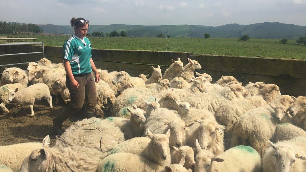 Caryl Hughes with her flock of sheep