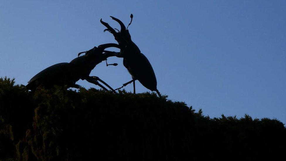 silhouette still of stag beetles