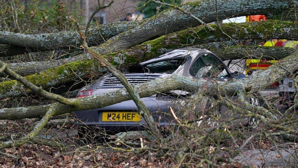 Fallen tree on Porsche car in Harrogate