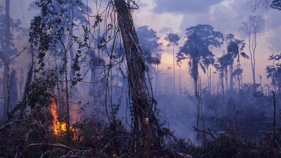 Forest being cleared for cattle ranching in Brazil