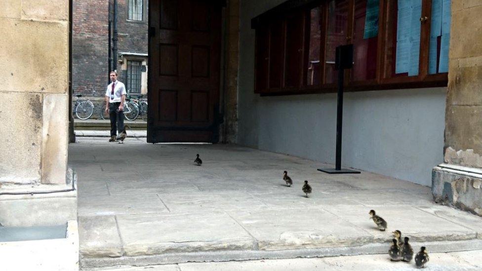 Head porter Dave Dove with ducks