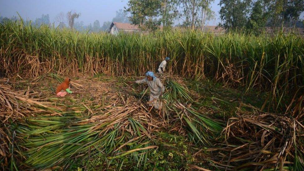 Indian workers in cane field