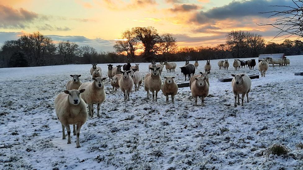 A flock of sheep in a snowy field in Cotherstone, County Durham. The early morning sun creates a fiery, dramatic sky behind them, with trees silhouetted in the distance.