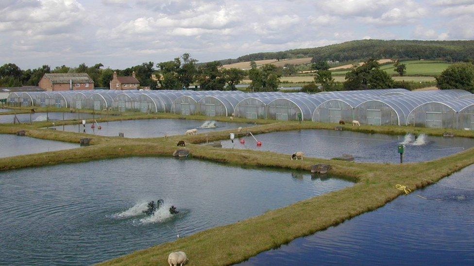 Calverton fish farm (Image: Environment Agency)