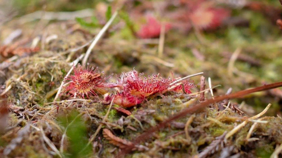 Round-leaved sundew