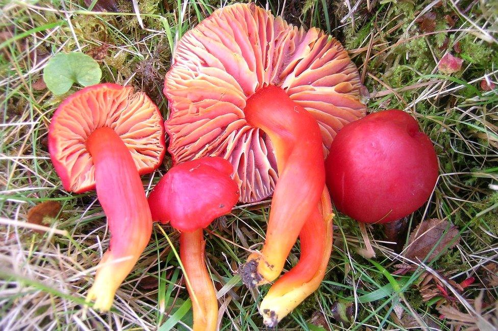 Splendid wax cap fungus (c) John Bjarne Jordal