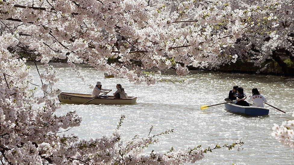 people rowing boats through japanese sakura