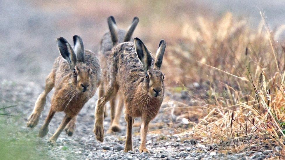 A photo of hares titled "The Chase" - voted third in Advanced Nature Project