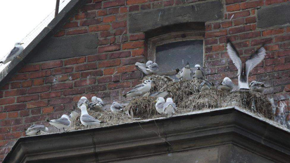 Nesting kittiwakes