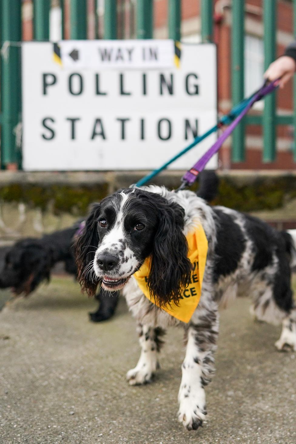 A dog outside a polling station in Sunderland