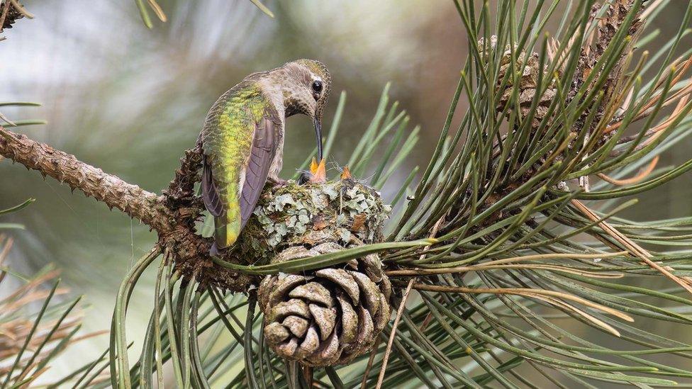 Hummingbird feeding its chicks