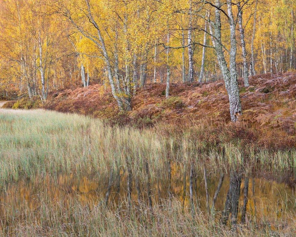 Trees in Cairngorms National Park, Scotland, UK