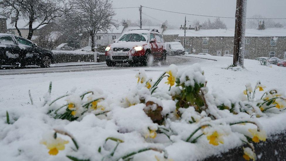 Snow covered daffodils in Northumberland.